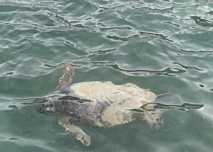 아파트 Vecchia Casa Sterna 모넴바시아